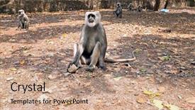  Presentation with langur - Slide deck enhanced with the forest near ram background and a coral colored foreground