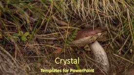  Presentation with autumn leaves - Slides enhanced with the-forest-the-bolete-mushroom background and a tawny brown colored foreground
