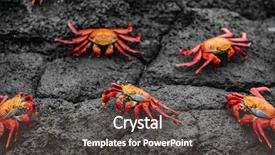  Presentation with crabs - Audience pleasing PPT theme consisting of marine parks - sally lightfoot crabs on galapagos backdrop and a dark gray colored foreground