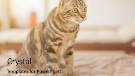  Presentation with home garden - Presentation having the garden on sun background and a coral colored foreground