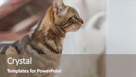  Presentation with home garden - PPT theme featuring the garden on sun background and a violet colored foreground