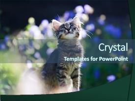 The Garden Purple Flowers PPT template 95 | CrystalGraphics