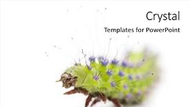  Presentation with moth - Slides featuring the giant peacock moth background and a white colored foreground