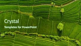  Presentation with indonesia - Cool new presentation theme with the green rice field backdrop and a tawny brown colored foreground