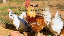  Presentation with hen - Presentation enhanced with the hen house poult background and a gold colored foreground