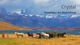  Presentation with grazing - Slides enhanced with torres del paine beautiful thoroughbred background and a light blue colored foreground