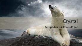  Presentation with polar bear - Presentation design consisting of the ice in water background and a mint green colored foreground