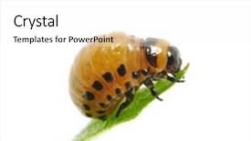  Presentation with chemistry leaves green leaf - Audience pleasing theme consisting of the leaves of potato backdrop and a white colored foreground