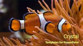  Presentation with swimming - Presentation with the magnificent sea anemone background and a tawny brown colored foreground