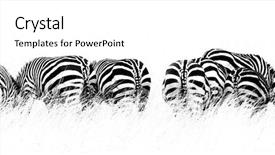  Presentation with grazing - Audience pleasing theme consisting of the masai mara kenya backdrop and a white colored foreground