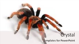  Presentation with mexican - Presentation theme with the mexican redknee tarantula background and a lemonade colored foreground