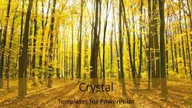  Presentation with autumn morning - Presentation with the misty autumn forest background and a gold colored foreground