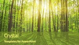  Presentation with forest morning - Presentation design featuring the misty spring forest background and a tawny brown colored foreground