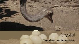  Presentation with animal - Presentation theme featuring the nest wild life background and a coral colored foreground