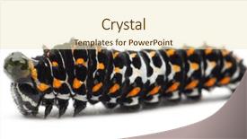  Presentation with caterpillar - Slides with the old world swallowtail background and a cream colored foreground