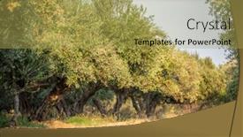  Presentation with olive trees - Presentation consisting of the-olive-trees-garden background and a yellow colored foreground
