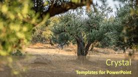  Presentation with olive trees - Presentation theme consisting of the-olive-trees-garden background and a coral colored foreground