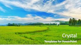  Presentation with paddy field - Amazing presentation having the paddy rice field backdrop and a tawny brown colored foreground
