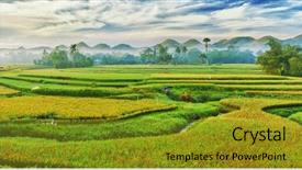  Presentation with rice paddy - Audience pleasing slides consisting of the paddy rice field backdrop and a gold colored foreground