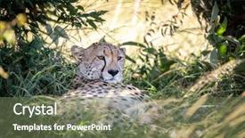  Presentation with cheetah - Beautiful presentation theme featuring the population is decreasing backdrop and a tawny brown colored foreground