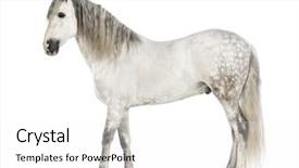  Presentation with white horse - Audience pleasing theme consisting of the pure spanish horse backdrop and a  colored foreground