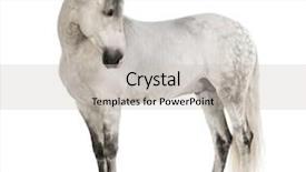 Presentation with pure white - Slides with the pure spanish horse background and a light gray colored foreground