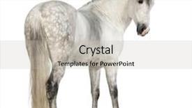  Presentation with pure white - PPT layouts enhanced with the pure spanish horse background and a soft green colored foreground