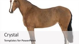  Presentation with pure white - Colorful theme enhanced with the pure spanish horse backdrop and a white colored foreground