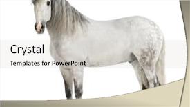  Presentation with pure white - Audience pleasing slides consisting of the pure spanish horse backdrop and a light gray colored foreground