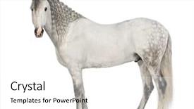  Presentation with white horse - Slides enhanced with the pure spanish horse background and a white colored foreground