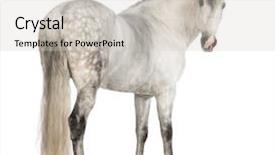  Presentation with pure white - PPT layouts with the pure spanish horse background and a soft green colored foreground