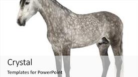  Presentation with pure white - Audience pleasing PPT layouts consisting of the pure spanish horse backdrop and a white colored foreground