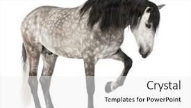  Presentation with pure white - Audience pleasing slides consisting of the pure spanish horse backdrop and a white colored foreground