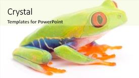  Presentation with costa rica - Colorful PPT layouts enhanced with the red eyed monkey backdrop and a  colored foreground