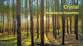  Presentation with scotch - Beautiful presentation theme featuring the scotch fir forest backdrop and a tawny brown colored foreground