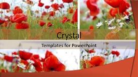  Presentation with poppy - Audience pleasing presentation consisting of poppy in the sky collage backdrop and a red colored foreground