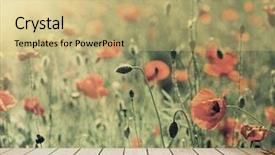  Presentation with wild flower in field of daisies - PPT theme with the sky nature abstract background and a yellow colored foreground