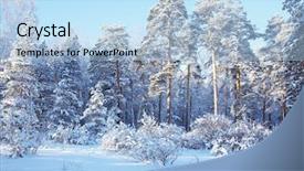  Presentation with forest winter - Cool new PPT layouts with the snowy winter forest backdrop and a light blue colored foreground