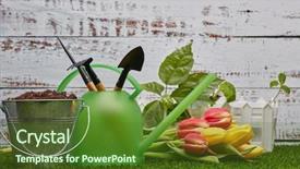  Presentation with green life - Cool new PPT theme with the soil young sprout backdrop and a tawny brown colored foreground