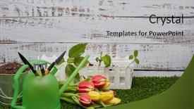  Presentation with green life - Amazing presentation design having the soil young sprout backdrop and a light gray colored foreground