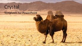  Presentation with mongolia - Presentation design consisting of the steppes of mongolia background and a coral colored foreground