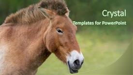  Presentation with wild horse - Presentation theme having the steppes of mongolia background and a tawny brown colored foreground