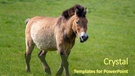  Presentation with wild horse - Presentation consisting of the steppes of mongolia background and a tawny brown colored foreground