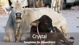  Presentation with asia street food - Beautiful PPT theme featuring the street in india backdrop and a tawny brown colored foreground