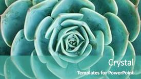  Presentation with cactus - Audience pleasing presentation design consisting of the succulents or cactus backdrop and a teal colored foreground