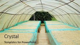  Presentation with colombia - Slide set featuring the sun coffee plantation background and a soft green colored foreground