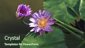  Presentation with swamp - Amazing slide deck having the swamp summer time backdrop and a tawny brown colored foreground