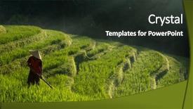  Presentation with paddy field - Cool new PPT layouts with the terraced paddy field backdrop and a wine colored foreground