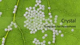  Presentation with diseases - Slides consisting of the treatment of diseases background and a yellow colored foreground