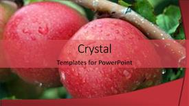  Presentation with rain water harvesting - Slides consisting of the tree after rain background and a red colored foreground